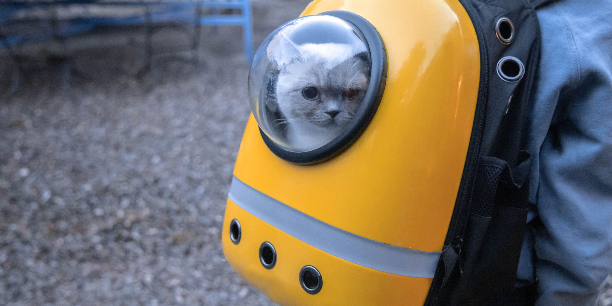 cat backpack carriers - WandaVision Merch